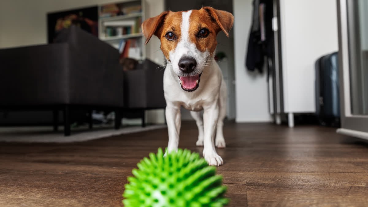 A Jack Russell terrier playing with a ball
