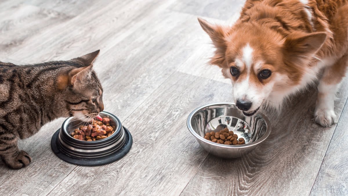 A cat and a corgi eating food from bowls