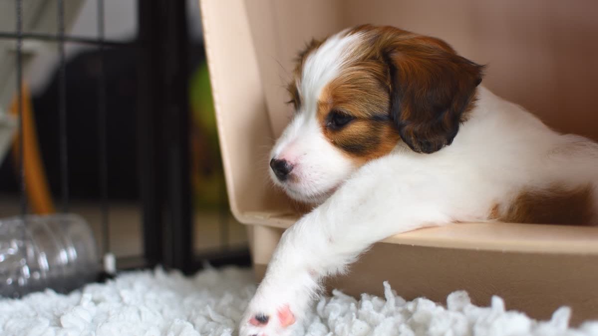 A puppy resting in a pet carrier