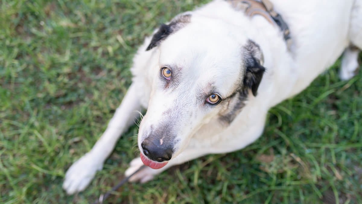 A dog looking up in the grass