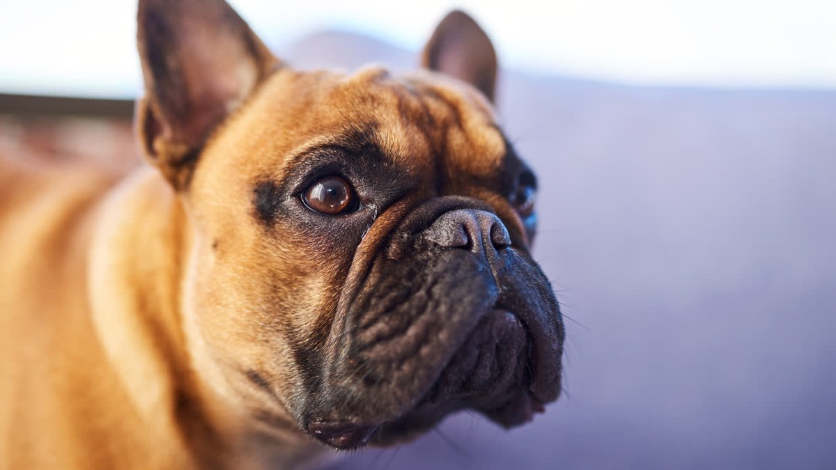 A close-up of a tan dog indoors