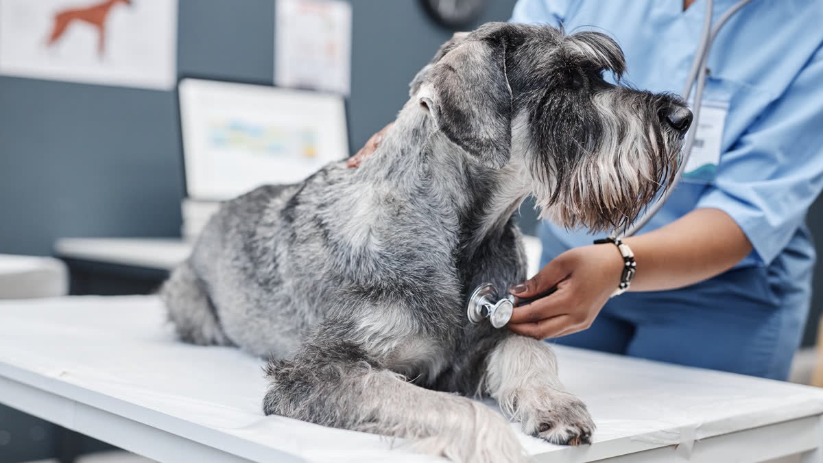 A dog being examined at the vet