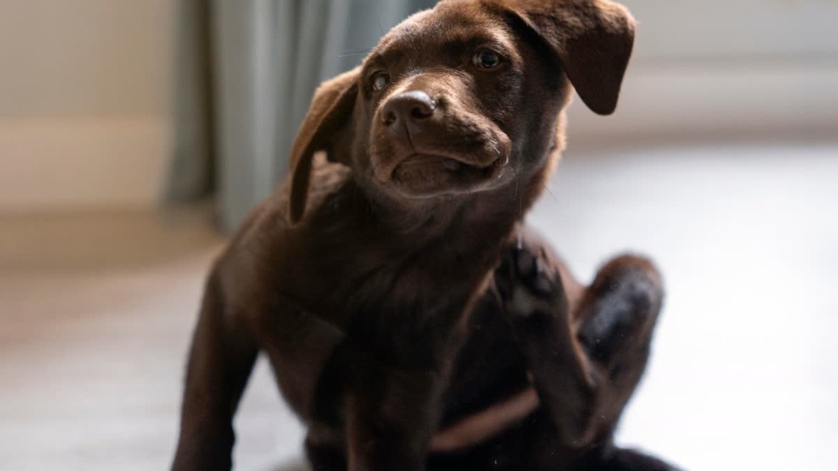 A chocolate Labrador puppy scratching indoors