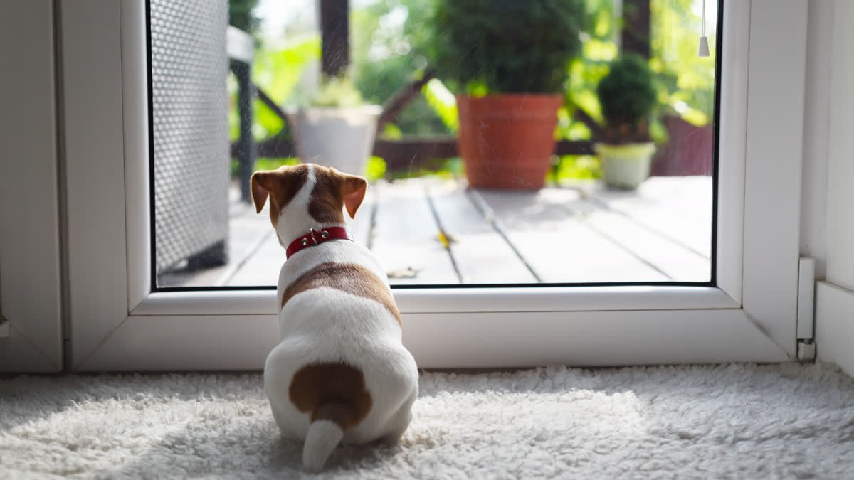 A dog looking out a glass door to the yard