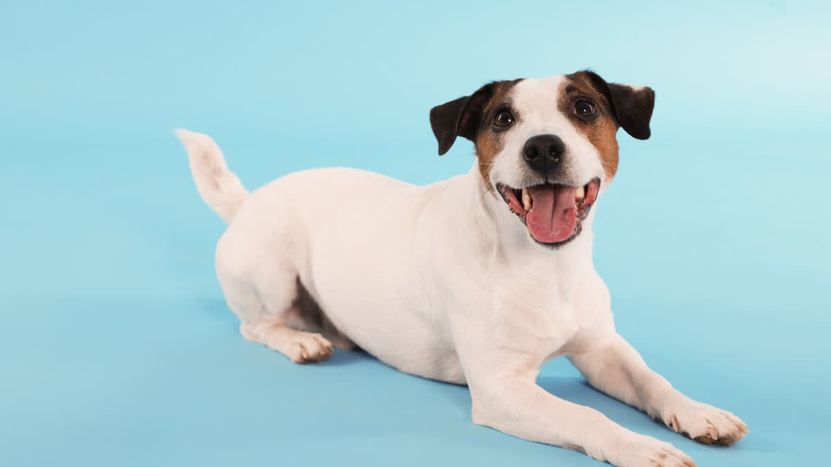 A happy Jack Russell lying down with its tongue out