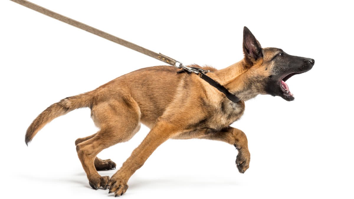 A dog lunging forward on its leash