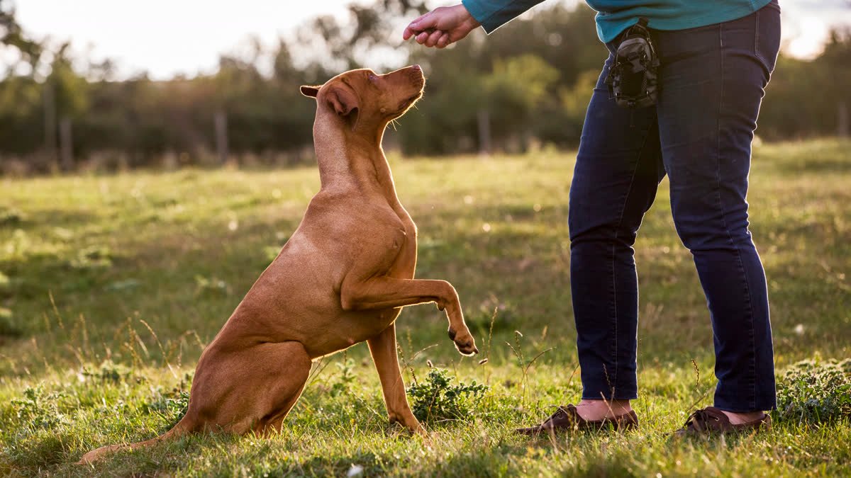 A woman training a dog