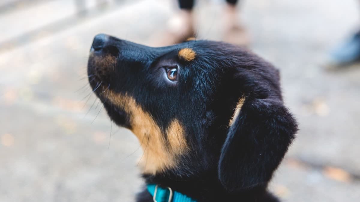 A curious dog looking upward outside