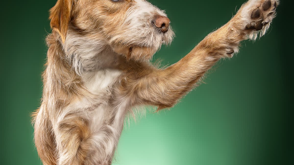 A dog raising its paw