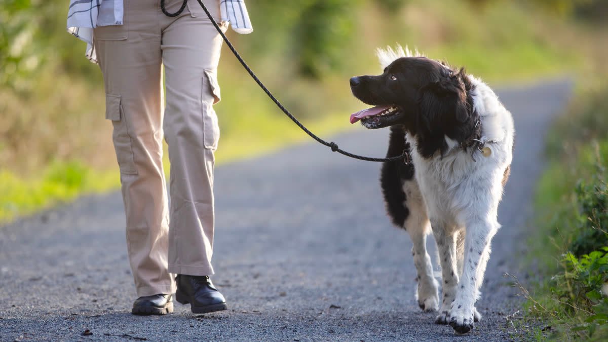 A person walking a dog on a path outdoors