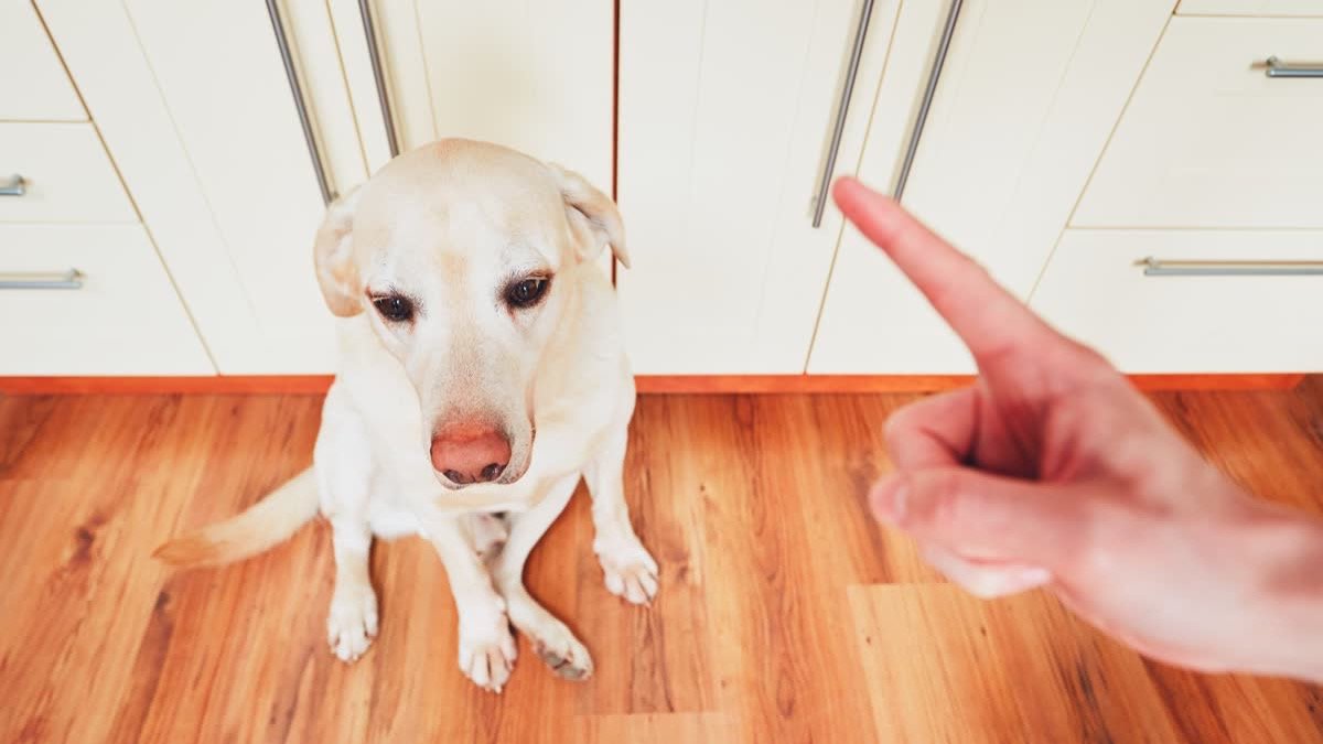 A Labrador being scolded in the kitchen