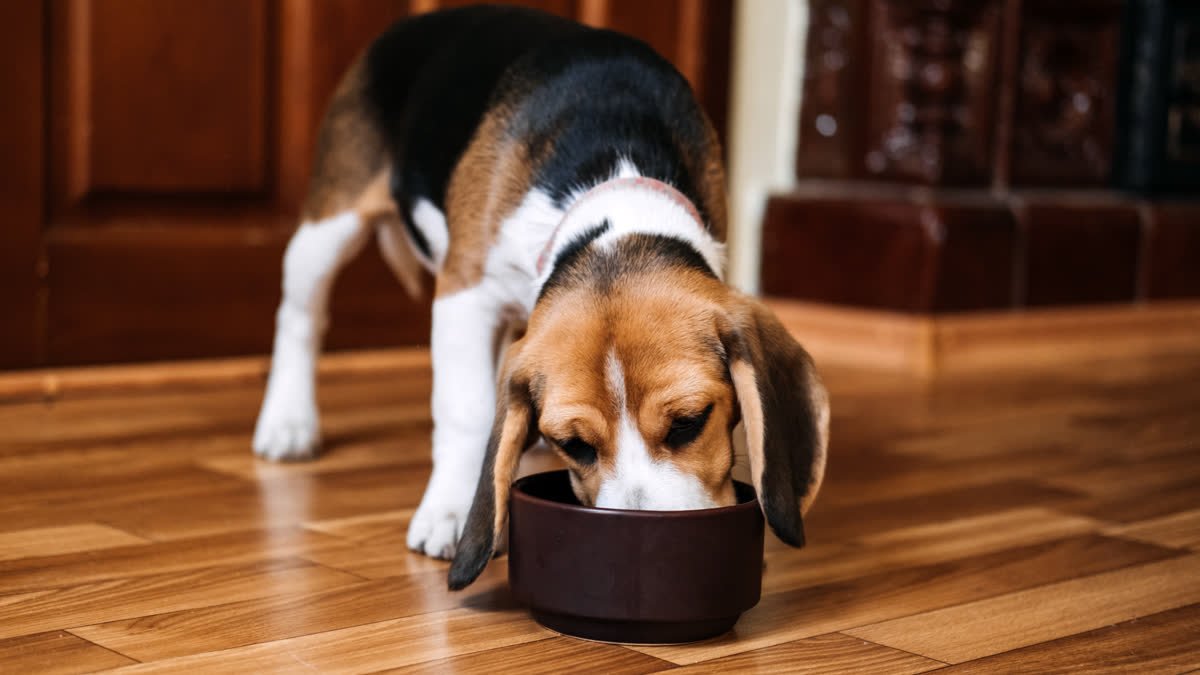 A beagle puppy eating from a bowl on the floor