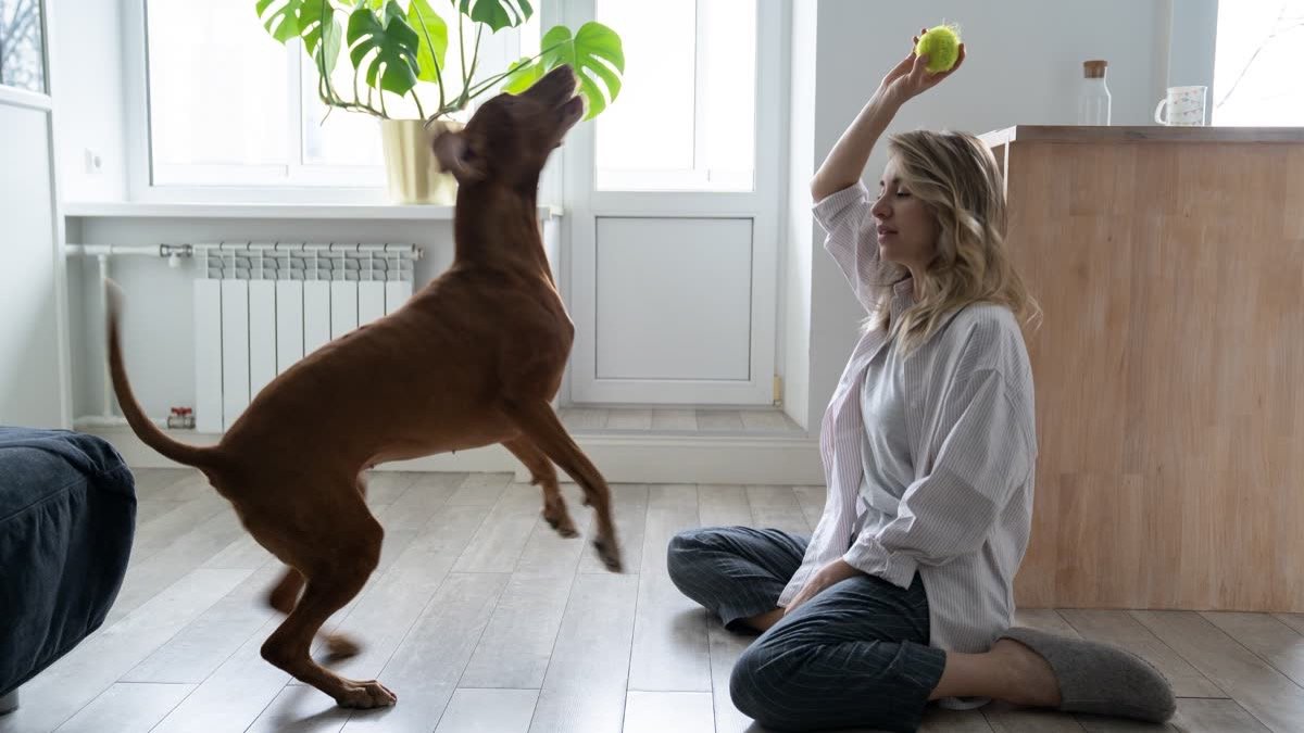 A woman playing ball with her dog on a wooden floor