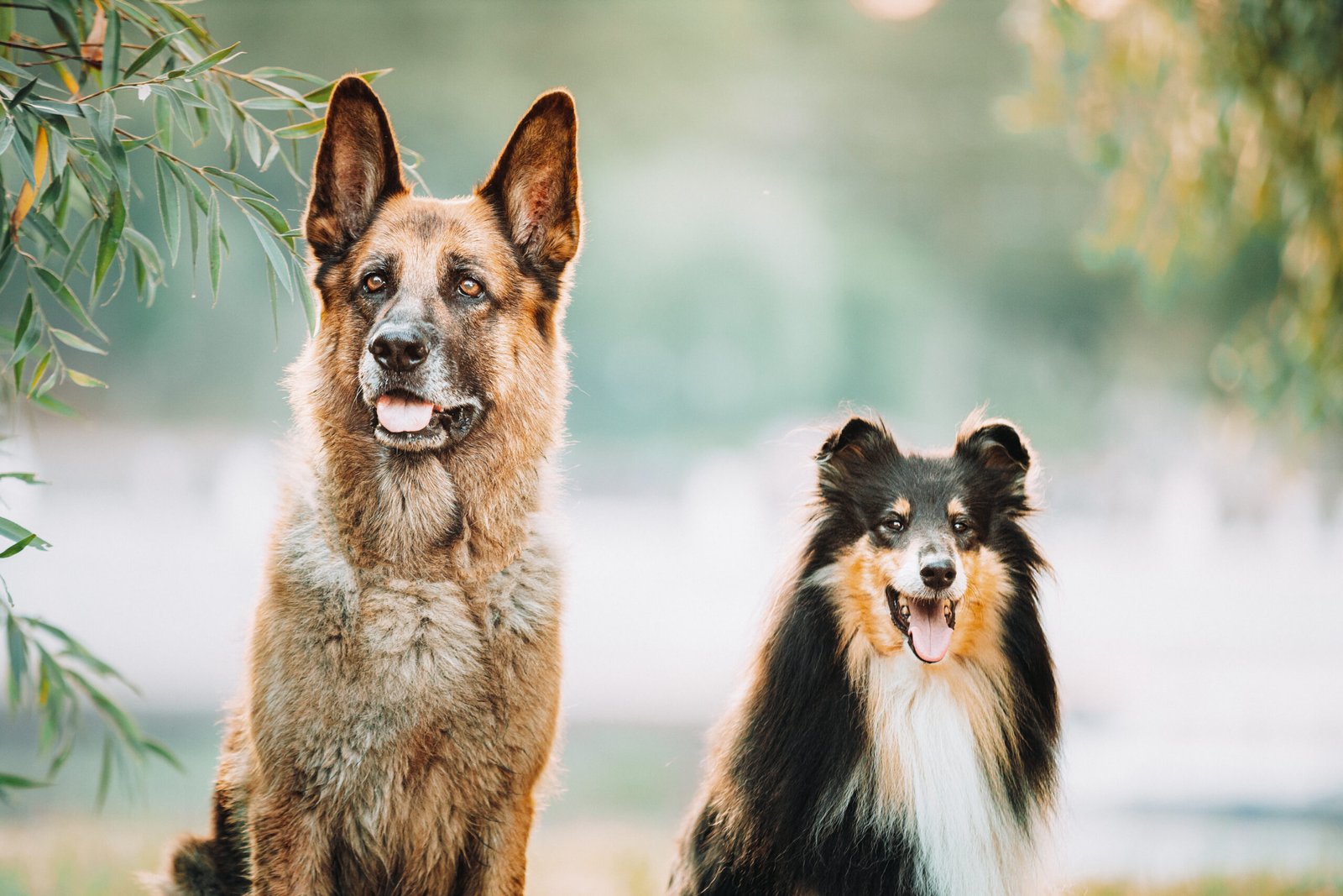 A German Shepherd and a Sheltie sitting together outdoors