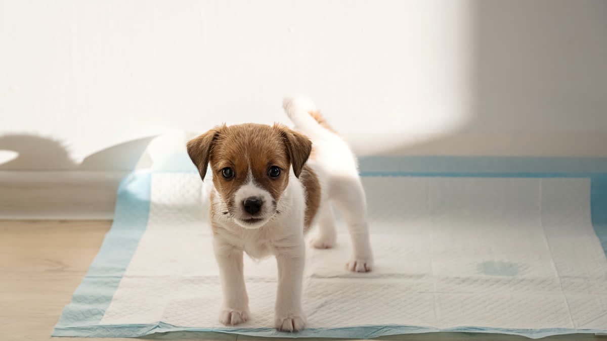 A puppy standing alert on a training pad indoors