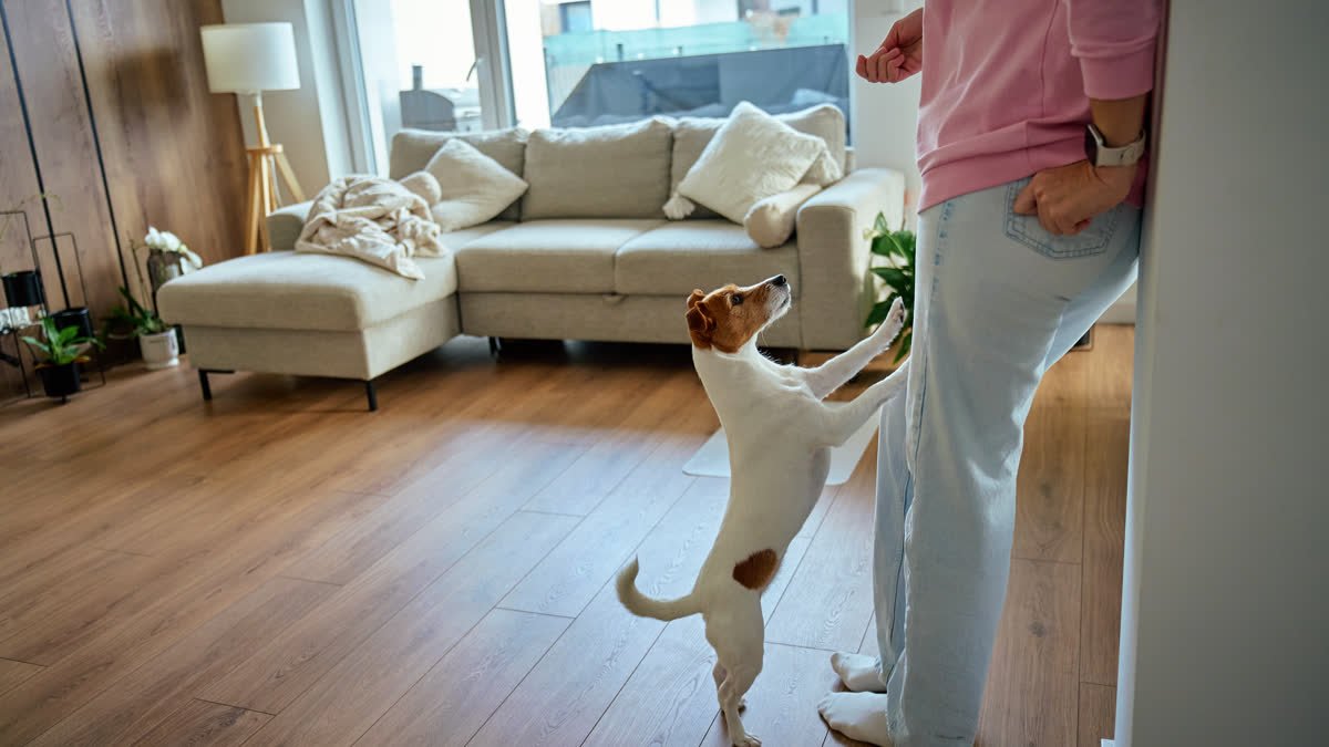 An energetic dog standing on its hind legs with its owner