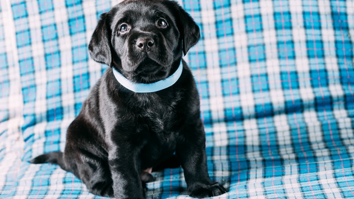 A black Labrador puppy with a light blue collar