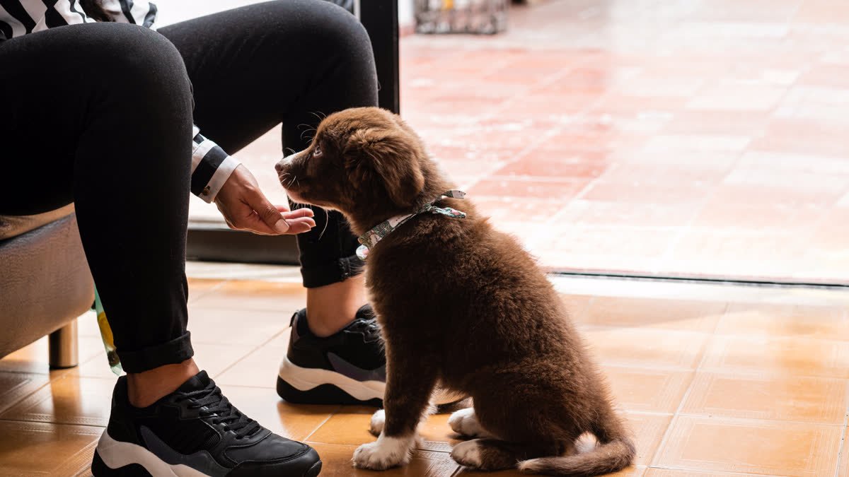 A puppy indoors with its owner