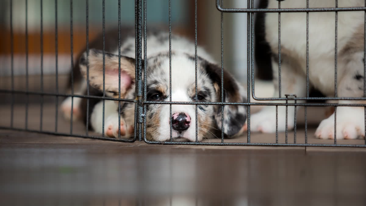 Sleepy puppies resting in a crate indoors