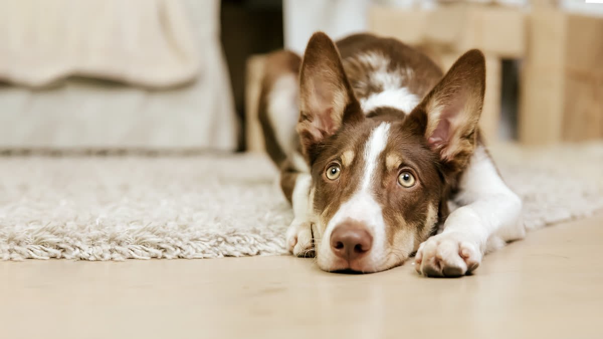 A dog lying on a rug in a cozy home