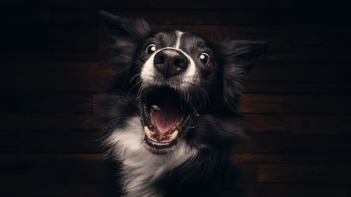 A black and white dog with its mouth wide open in the dark