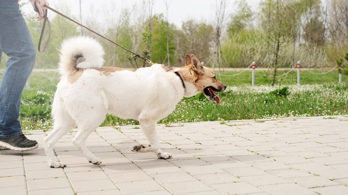 A dog pulling ahead on its leash during a walk