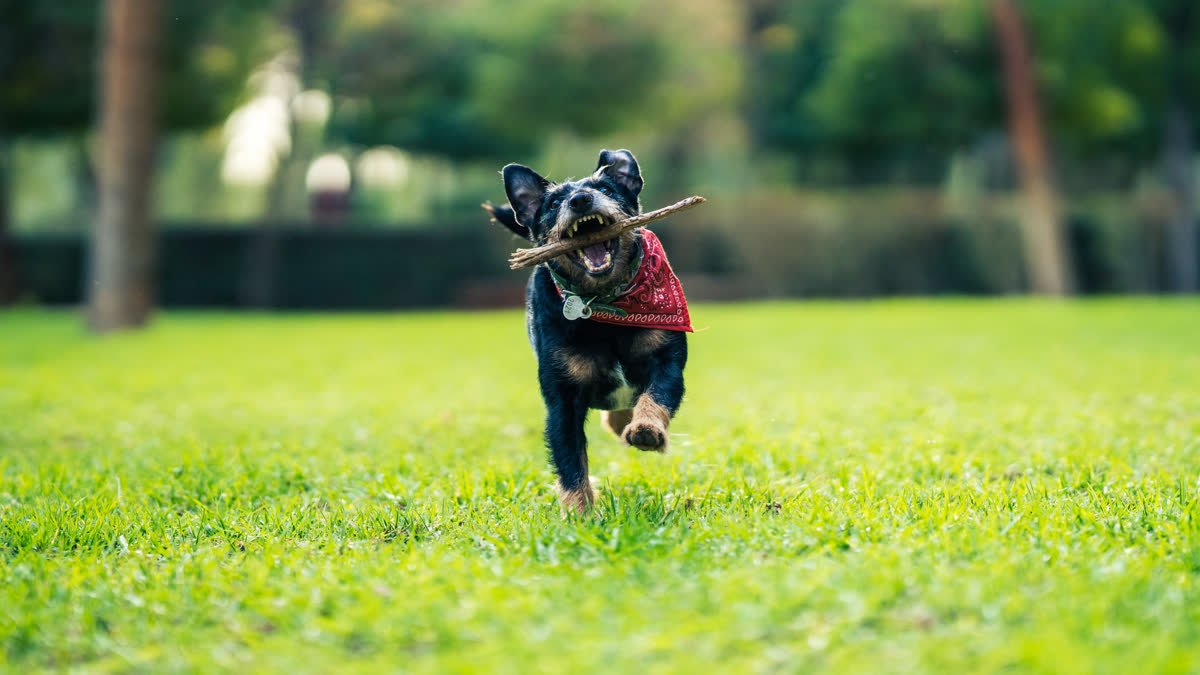 A dog running with a stick