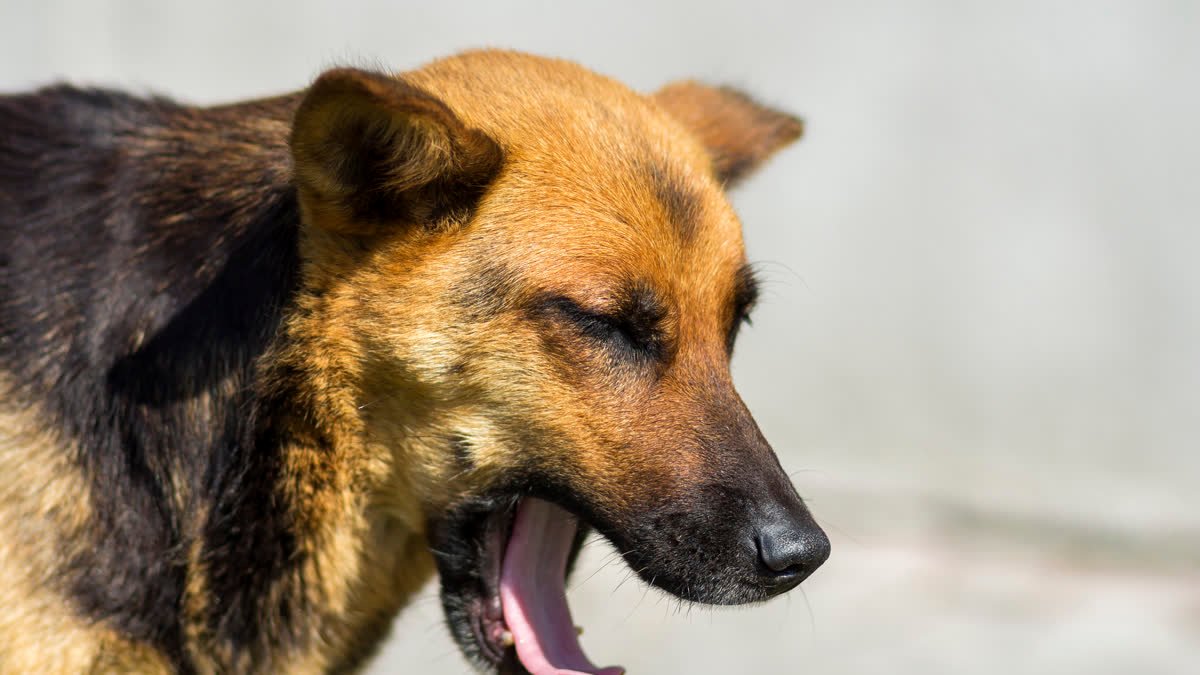 A dog yawning in sunlight
